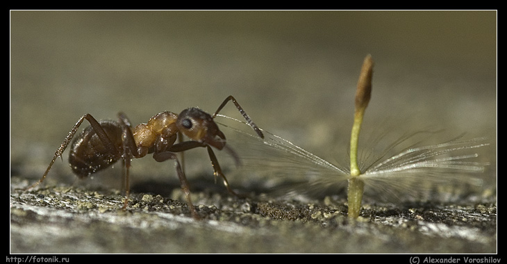 photo "Remote link" tags: nature, macro and close-up, insect