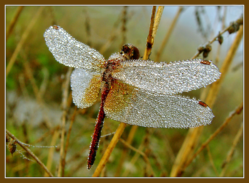 photo "Crystal Dragonfly" tags: nature, macro and close-up, insect