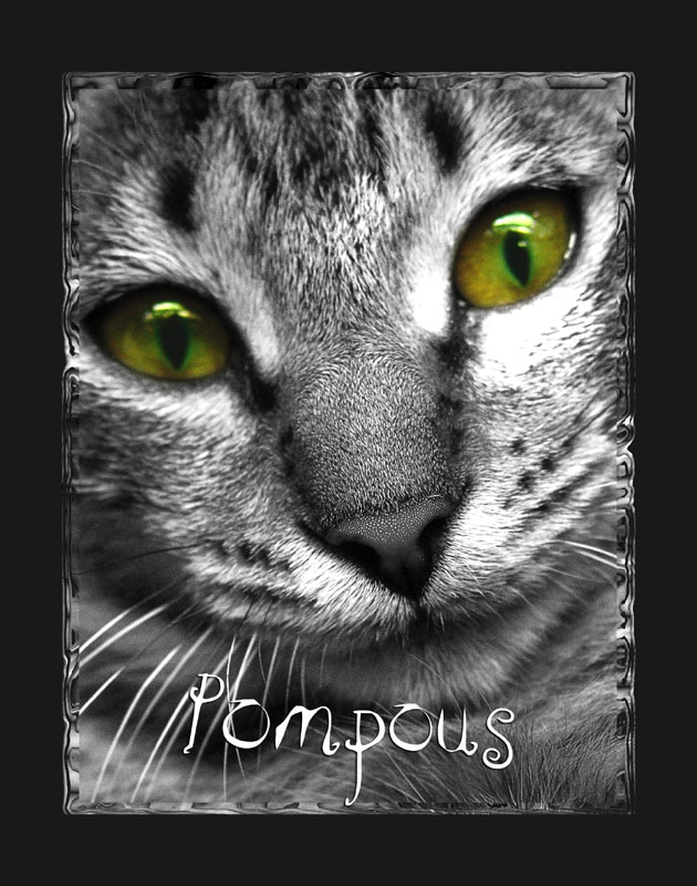 photo "Pompous" tags: genre, nature, pets/farm animals
