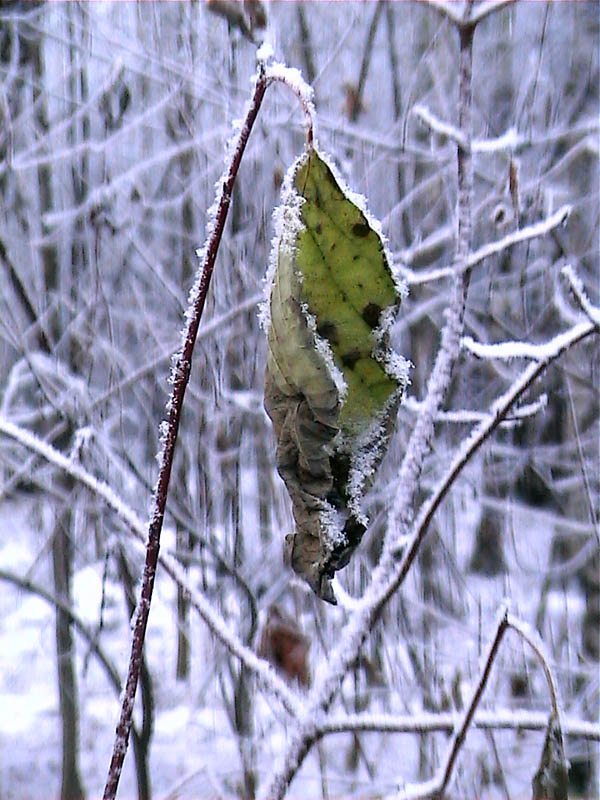 photo "Untitled photo" tags: landscape, nature, winter
