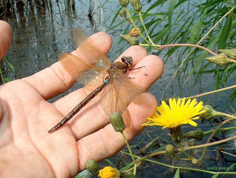 photo "***" tags: nature, insect