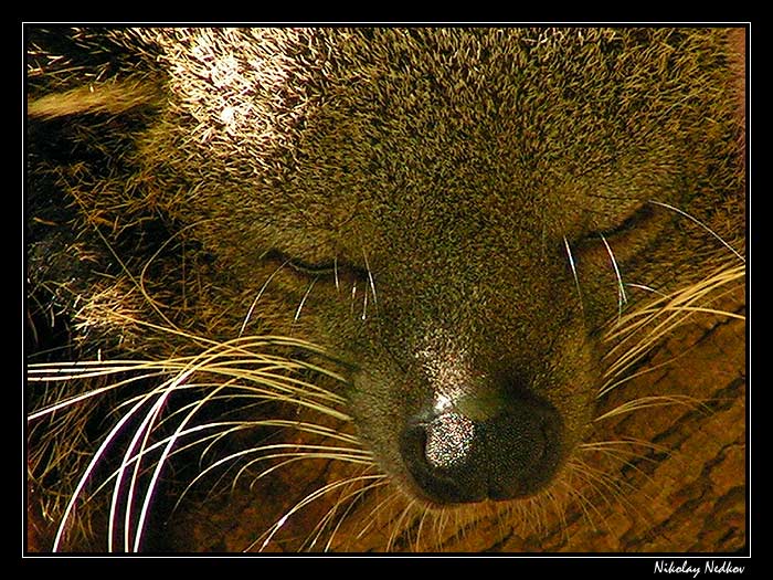 фото "Без названия" метки: природа, дикие животные