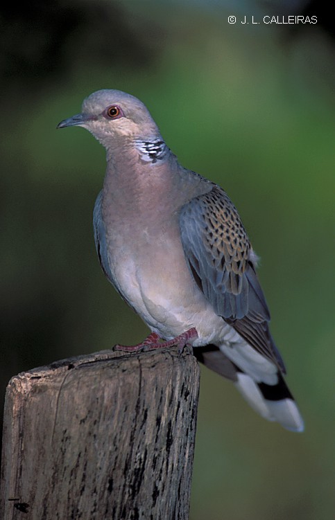 photo "TORTOLA COMUN" tags: nature, wild animals