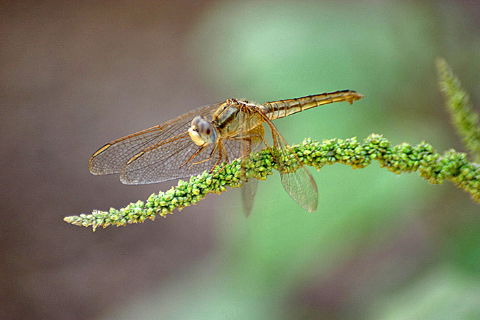 фото "Dragon Fly 3" метки: природа, насекомое