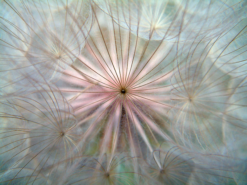 photo "Dandelion" tags: macro and close-up, nature, flowers