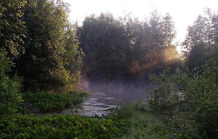 photo "Summer morning" tags: landscape, summer, sunset