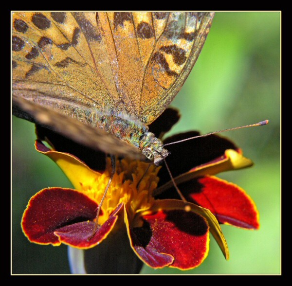 photo "Butterfly colors" tags: macro and close-up, 
