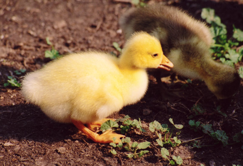 photo "Curiosity" tags: genre, nature, pets/farm animals