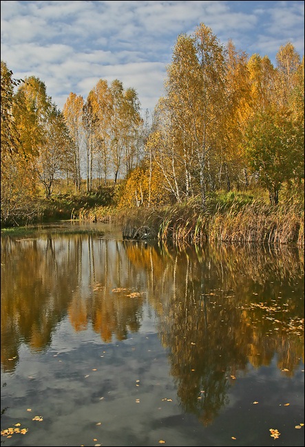 фото "Золотая осень" метки: природа, 