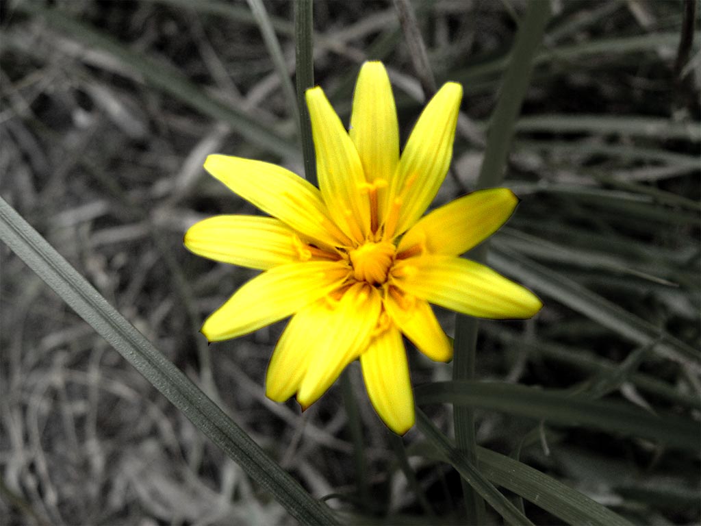 photo "Yellow" tags: nature, flowers