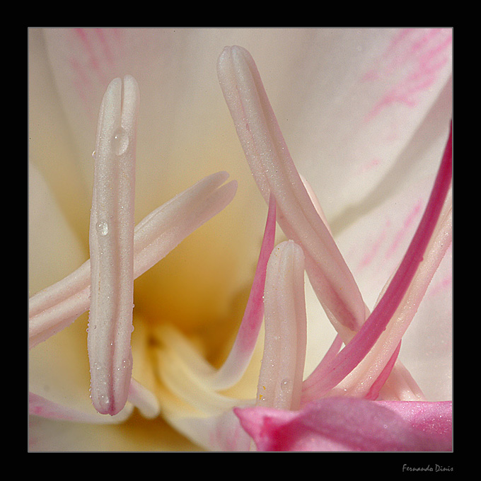 photo "Delicate stamens" tags: nature, macro and close-up, flowers