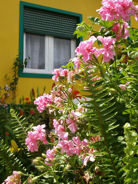 photo "...window with flowers..." tags: misc., 