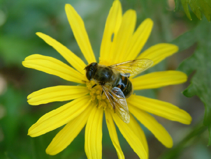 photo "The Flower and the Bee" tags: macro and close-up, 