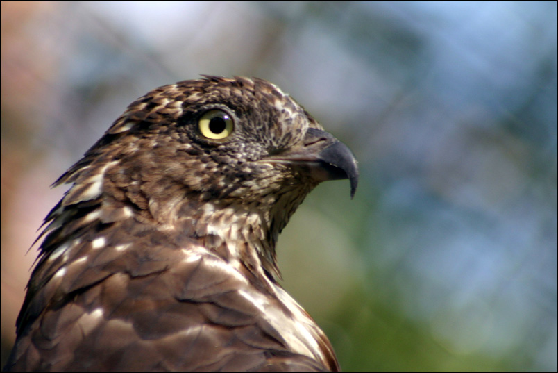 photo "Birds eye" tags: nature, wild animals