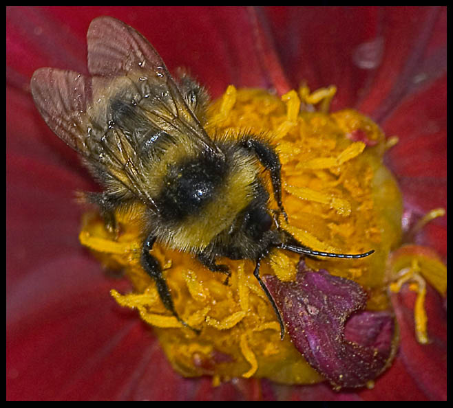 photo "+*+" tags: macro and close-up, 