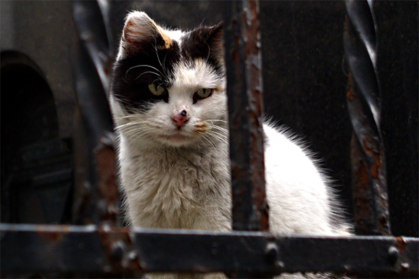 photo "Jailed Cat" tags: portrait, nature, pets/farm animals