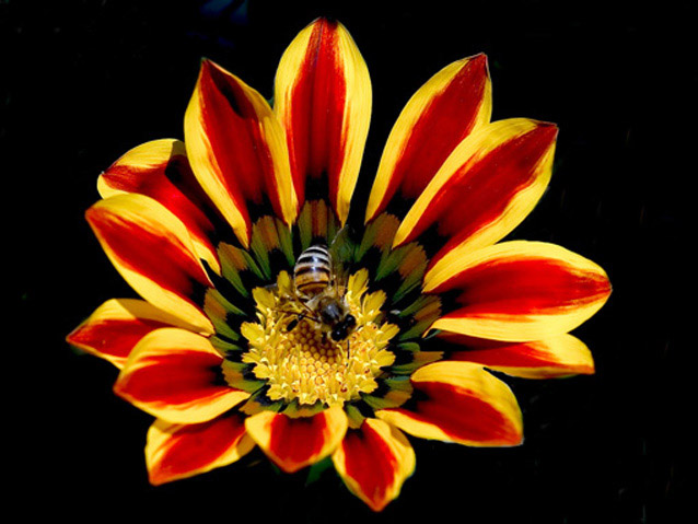 photo "A Bee  at work" tags: nature, travel, Africa, flowers