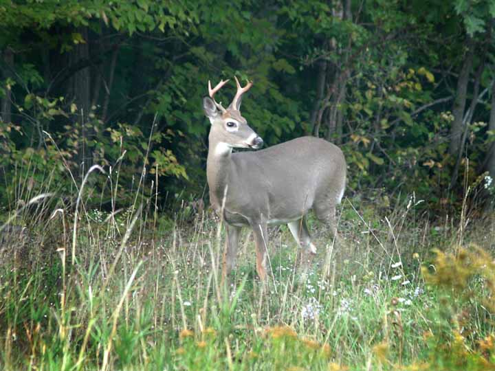 фото "Eight Pointer" метки: природа, дикие животные