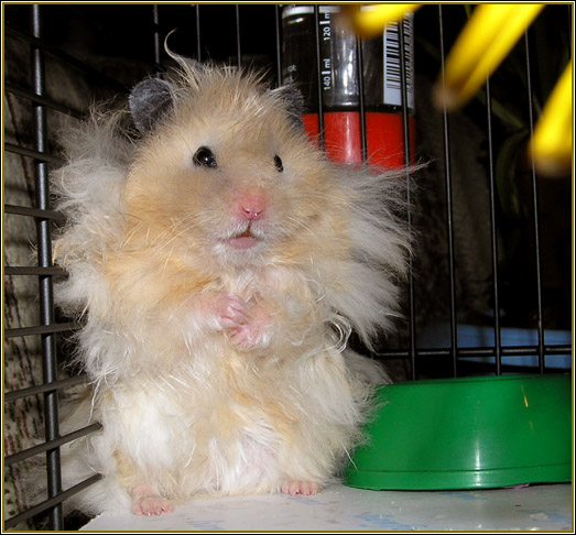 photo "Little Haired Hamster." tags: portrait, nature, pets/farm animals