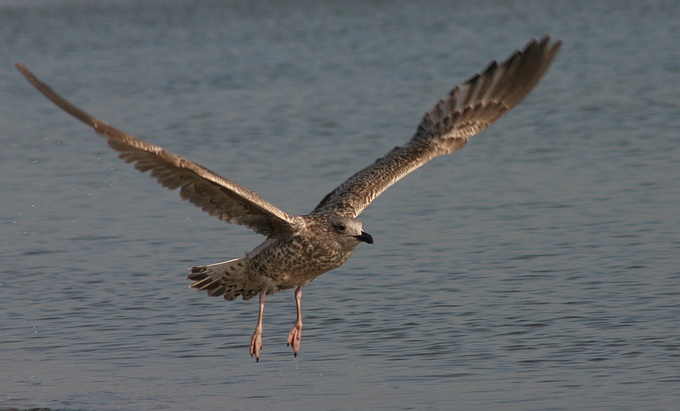 photo "Another Flight" tags: nature, wild animals