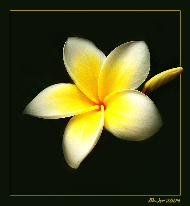 photo "Simply flower" tags: macro and close-up, still life, 