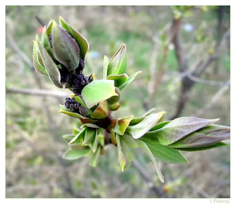 photo "Untitled photo" tags: macro and close-up, nature, flowers