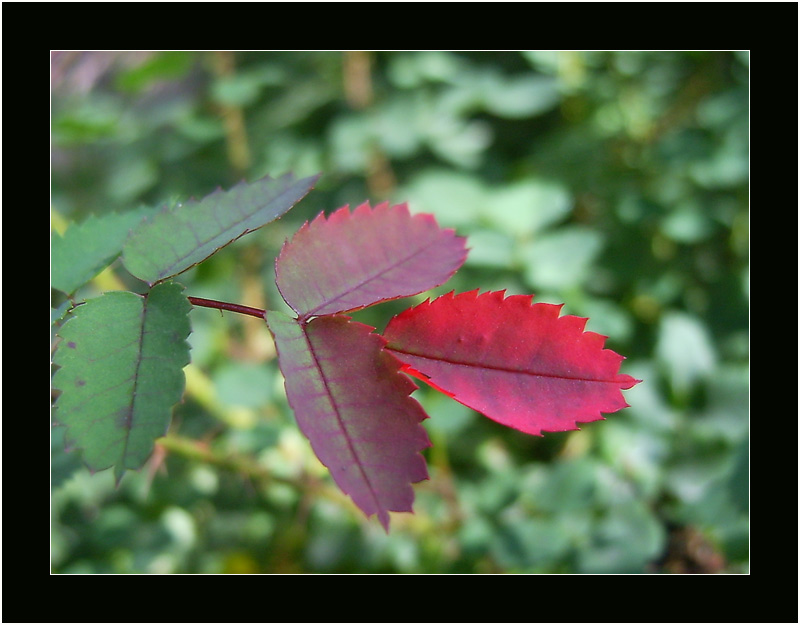 photo "Paints of autumn" tags: nature, 