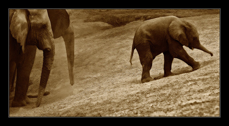 photo "FIRST STEPS" tags: nature, pets/farm animals, wild animals