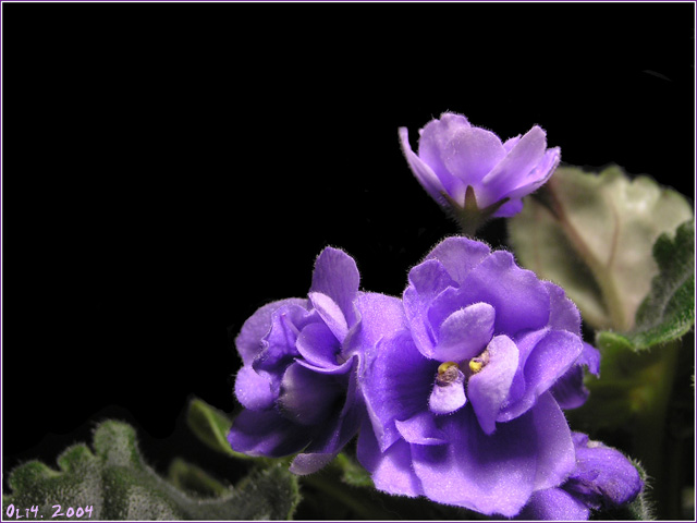 photo "Violet Dream" tags: macro and close-up, nature, flowers
