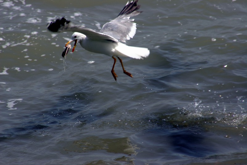 photo "Untitled photo" tags: nature, wild animals