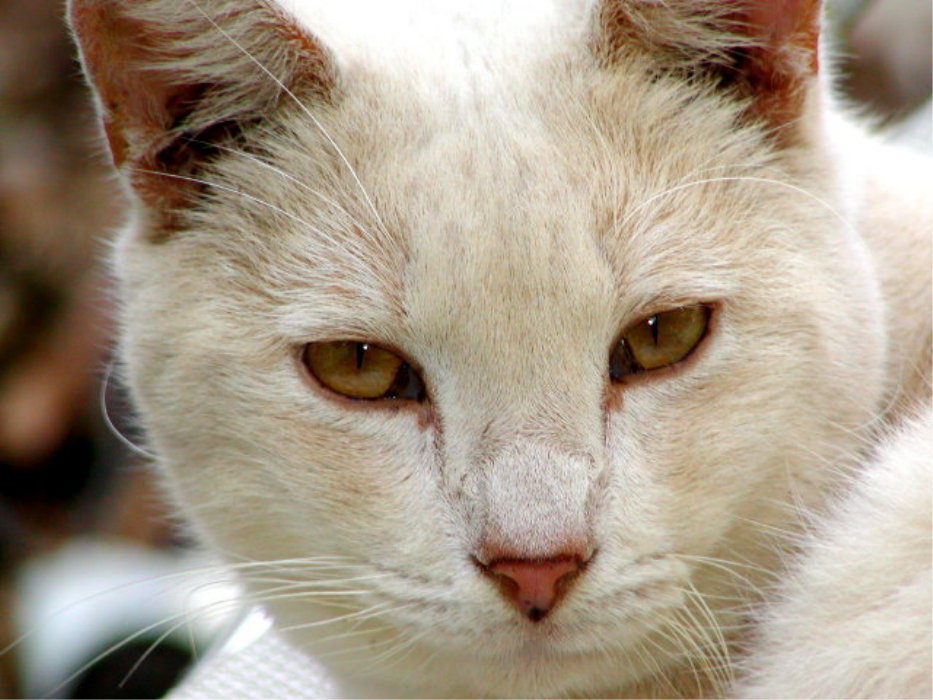 photo "henry`s cat" tags: nature, portrait, pets/farm animals