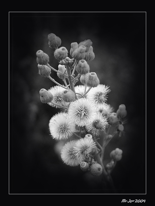 photo "Simply flower" tags: macro and close-up, still life, 