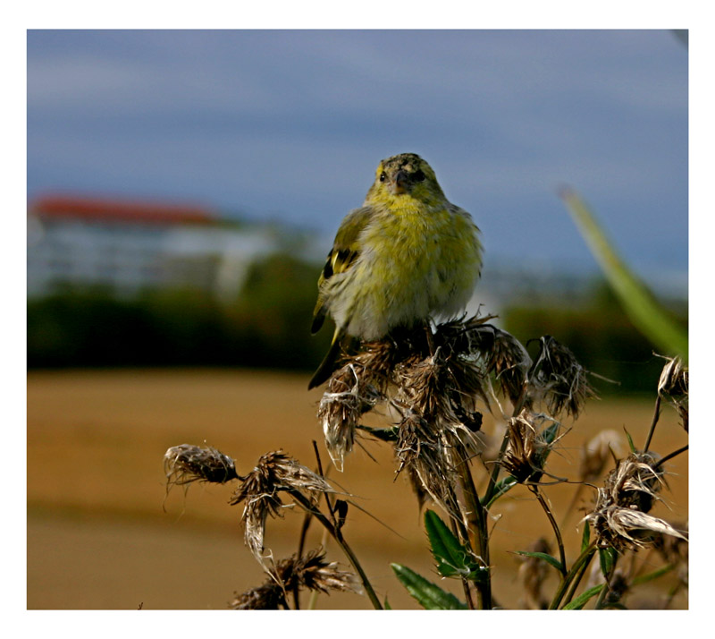 photo "Prepering for the winter" tags: nature, wild animals