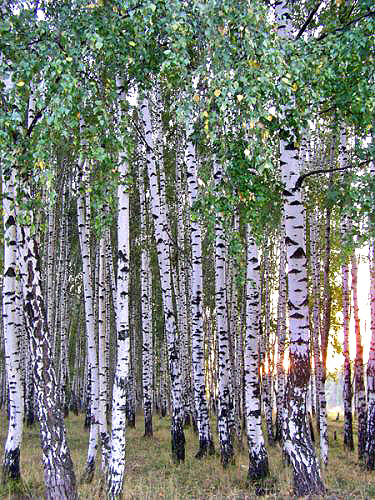 photo "Grove 1" tags: landscape, forest