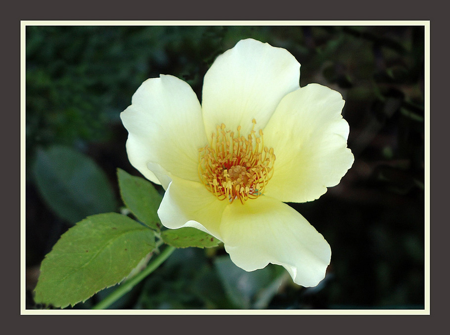 photo "Rosa Mermaid" tags: nature, flowers