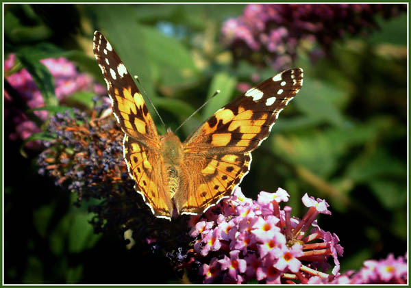 фото "Painted Lady" метки: природа, насекомое