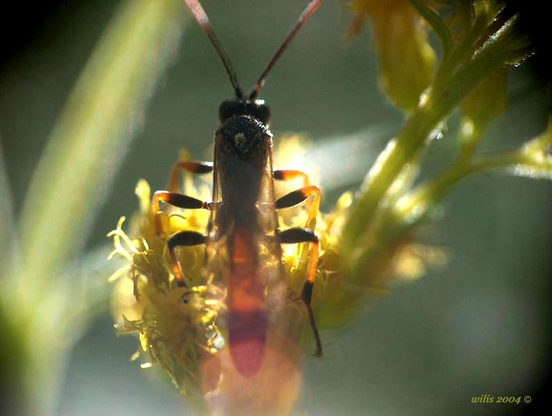 фото "Летучая сикарашка )" метки: макро и крупный план, природа, насекомое