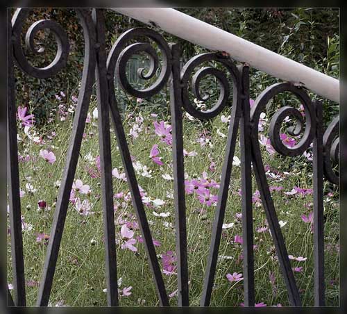 фото "Contrast" метки: природа, цветы