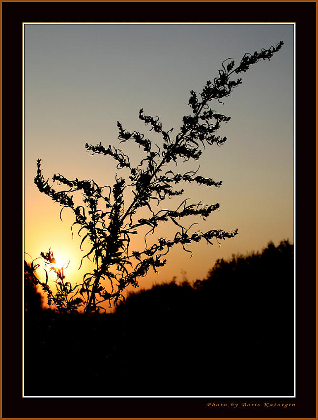 фото "Закатная композиция" метки: пейзаж, природа, закат, цветы