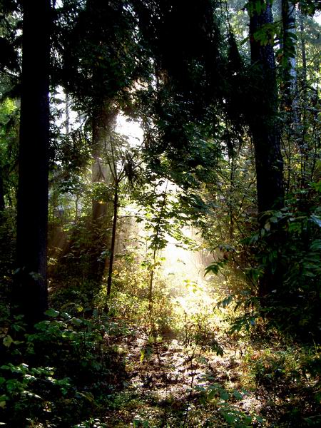 photo "The Stream" tags: landscape, forest, sunset