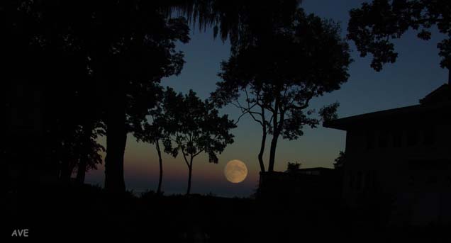 photo "Bark at the Moon" tags: landscape, night