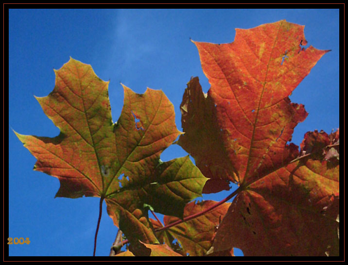 фото "2004" метки: пейзаж, природа, осень, цветы