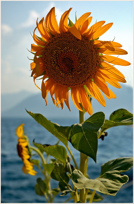 photo "Sunflower Turkey" tags: travel, Asia