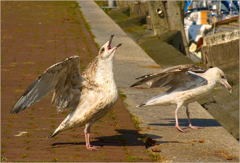 photo "Serenade for beloved." tags: nature, wild animals