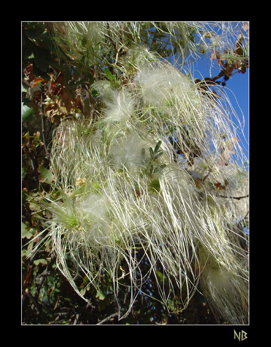 photo "Shaggy tree" tags: nature, flowers