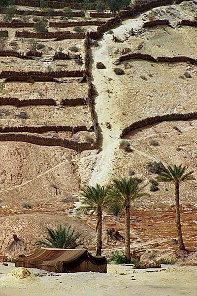 photo "Oasis Nefta" tags: travel, Africa