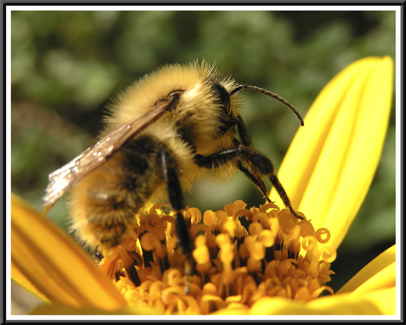 photo "Shaggy bumblebee" tags: nature, macro and close-up, insect