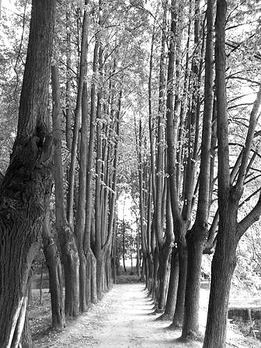 photo "Grove 2" tags: landscape, forest