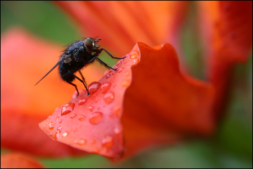 фото "Fly" метки: макро и крупный план, природа, цветы