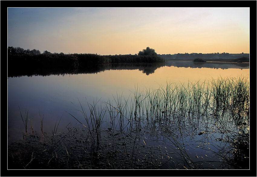 photo "Growth rice at Russia ..." tags: landscape, sunset, water